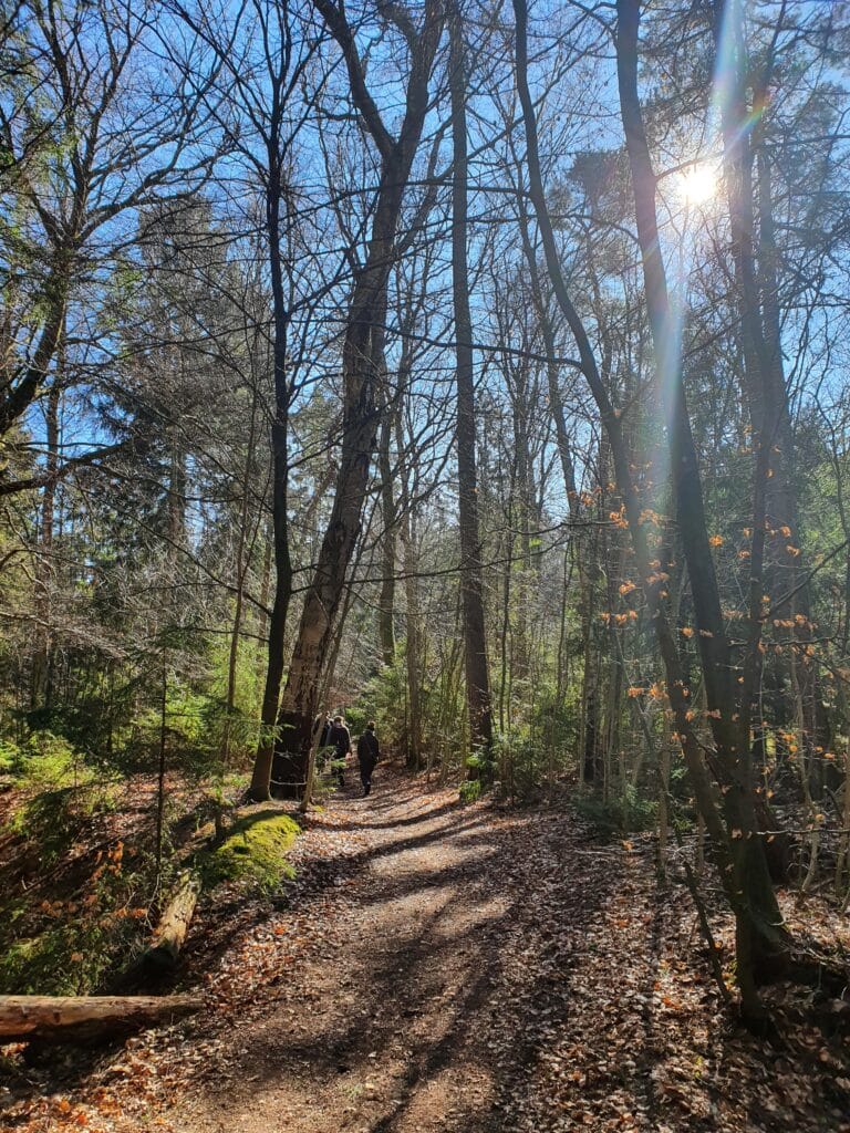 Sansevandring i skov